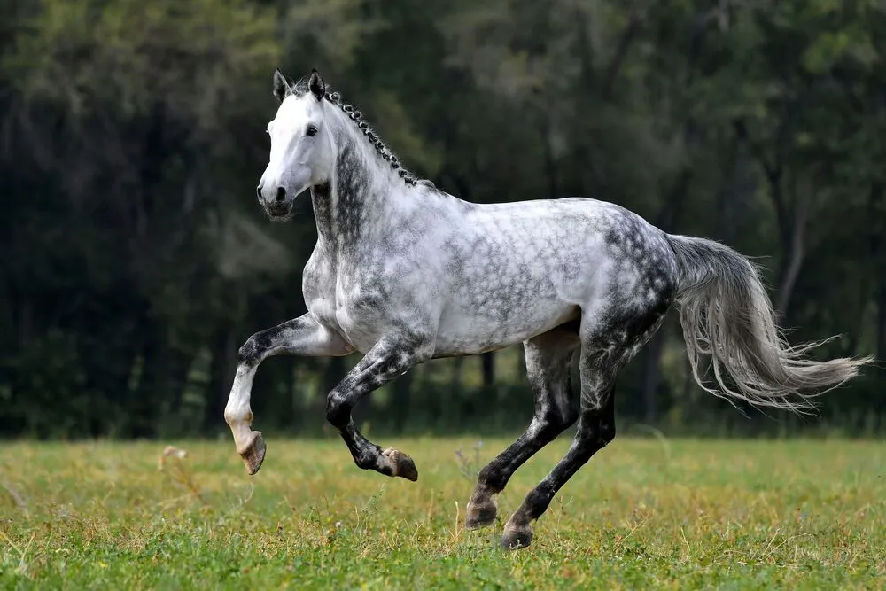 dapple grey horse running in the field